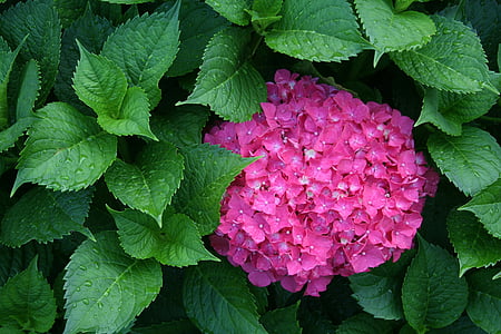 Hortensia, bloem, roze, natuur, zomer, blad, plant