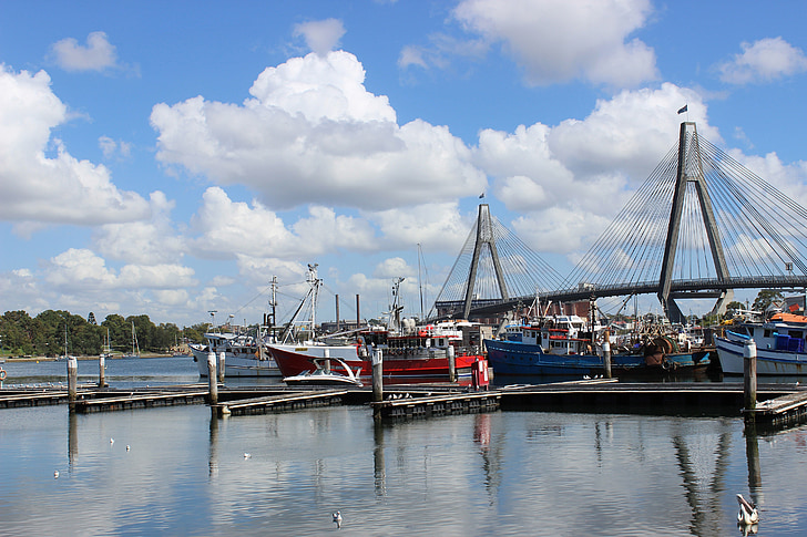 bay, cruise, speed boat, pier, sydney fish market, nautical Vessel, harbor
