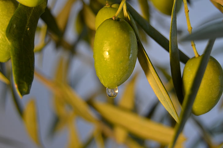 verde-oliva, óleo, Terra, colheita, ainda vida, Andaluzia, frutas