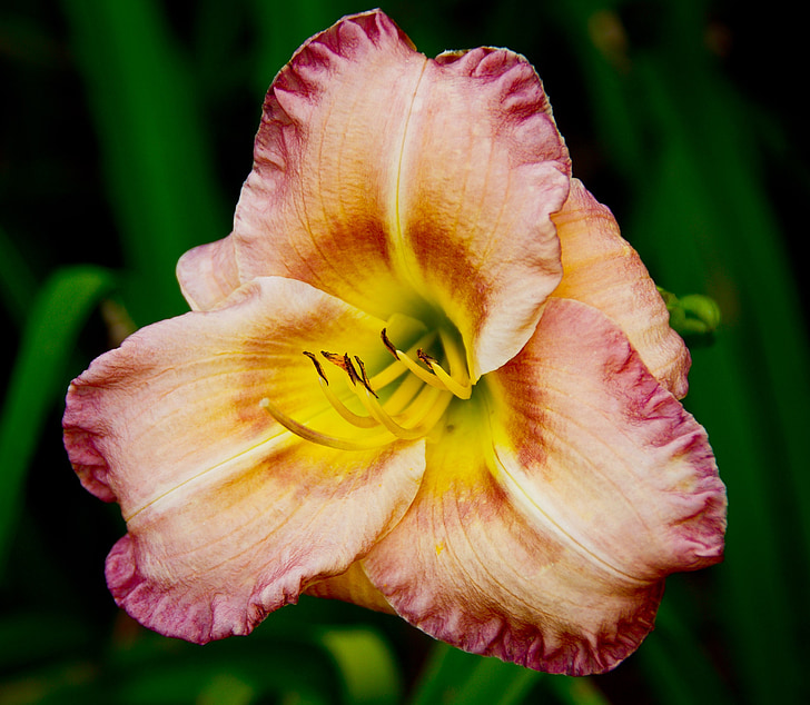 daylily, lily, flower, pink, yellow, red, multicolour