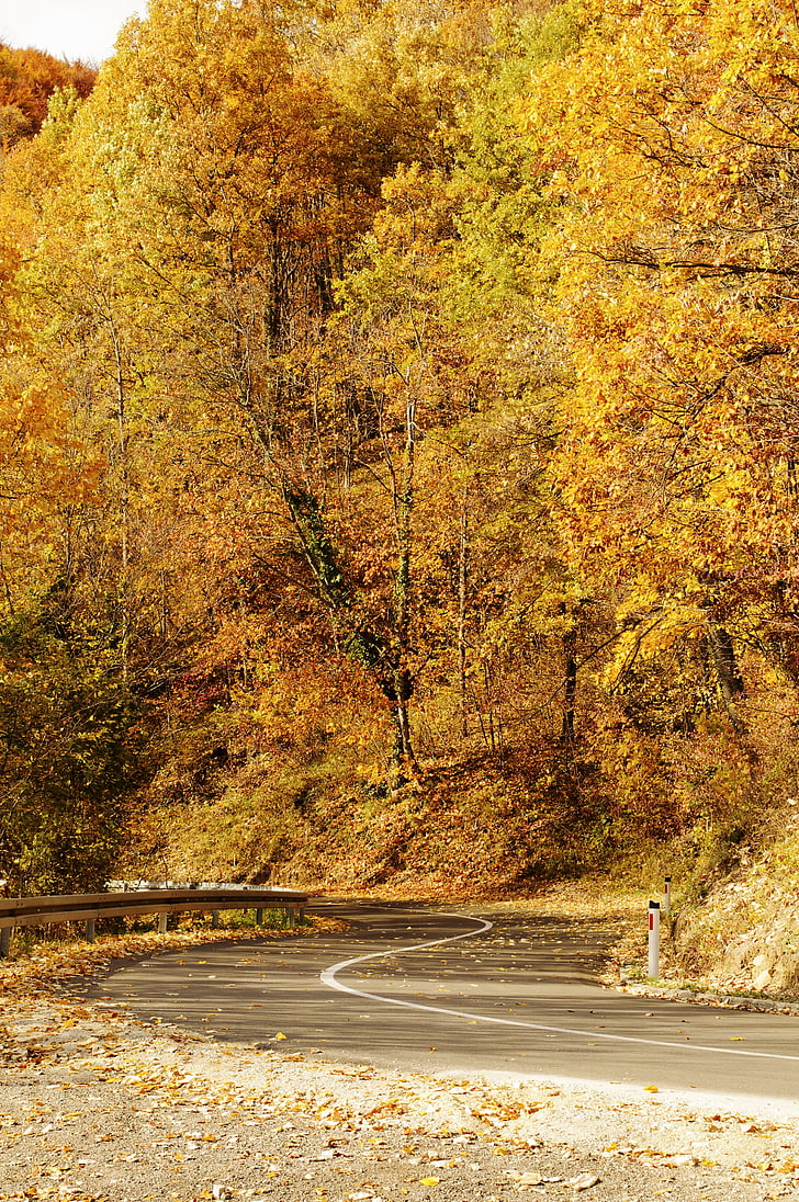kosong, jalan, musim gugur, musim gugur, Bosnia, aspal, perjalanan