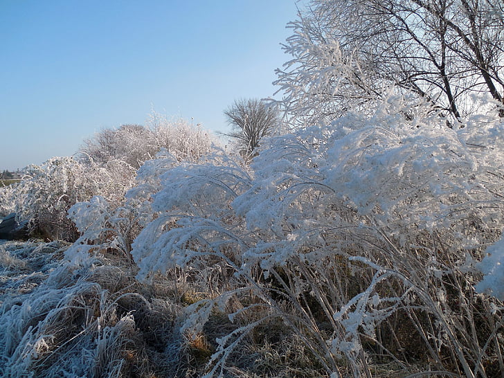 talvi, Talvinen, joulukuuta, talvella pensaat, Frost, kylmä, pensaat