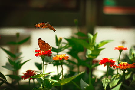 animal, flores e borboletas, beleza, flor, pela manhã, vermelho, a sonhar