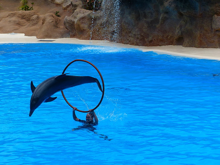 Dofí, salt, l'art, espectacle de dofins, demostració, atracció, espectacle animal