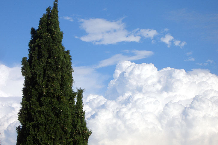 雲, 空, 木