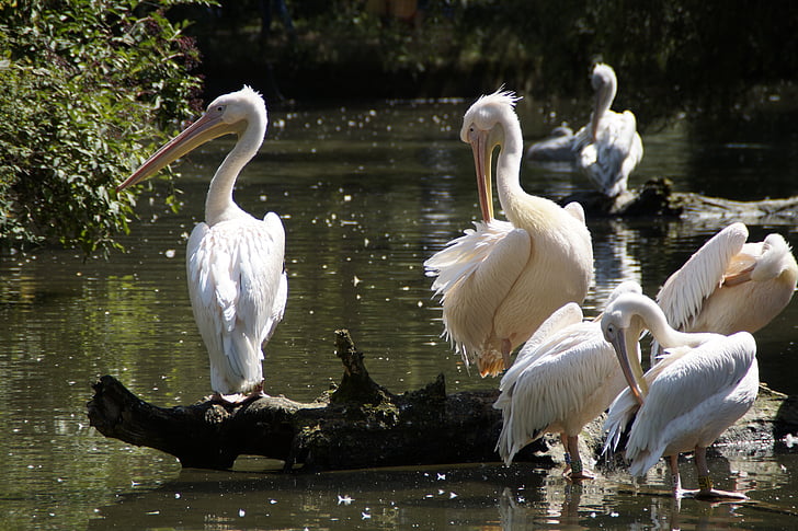 Pelikanai, paukščiai, vandens paukščiai, gyvūnai, vandenyse, laukinės gamtos fotografijos
