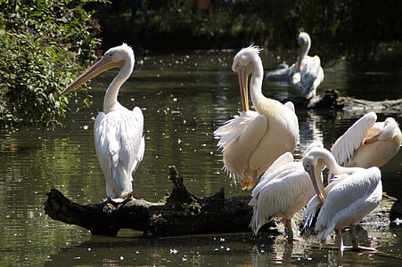 pelikaner, fåglar, sjöfåglar, djur, vatten, naturfotografering