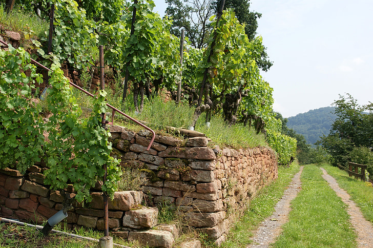 terrasses de vin, nature, vin, vignoble, culture