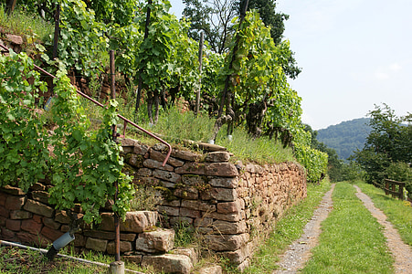 vin terrasser, naturen, vin, vingård, odling