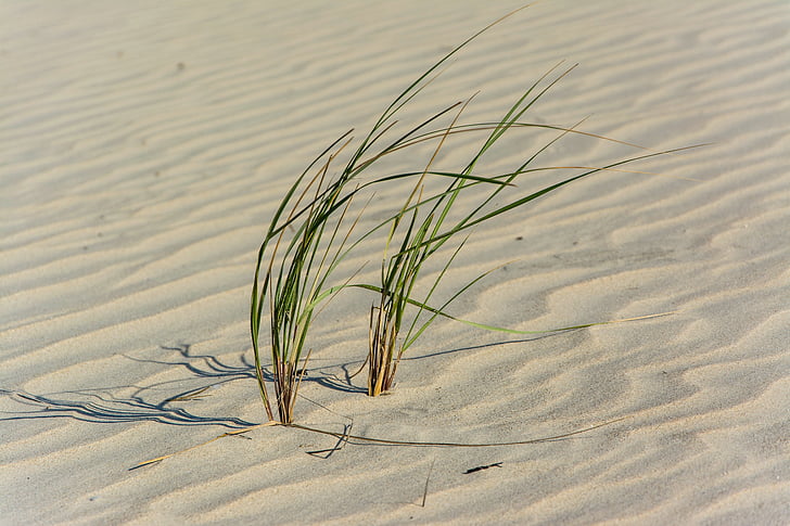 Грін, трава, Природа, пустеля, пісок, Sway, візерунки