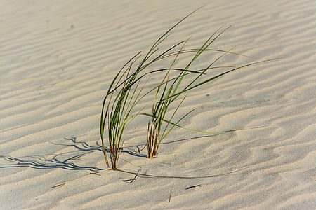 zielony, trawa, Natura, Pustynia, piasek, kołysać, wzory
