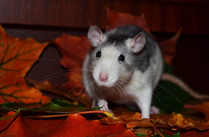 rat, animaux, animaux de compagnie, roan Husky, feuilles d’automne, automne, animal