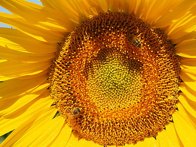 Sun flower, Bee, Blossom, Bloom, nektar, Blomställning, BLOMSTERKORG