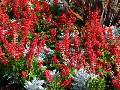 màu đỏ, Celosia, Hoa, giường, Sân vườn, nở hoa, Blossom