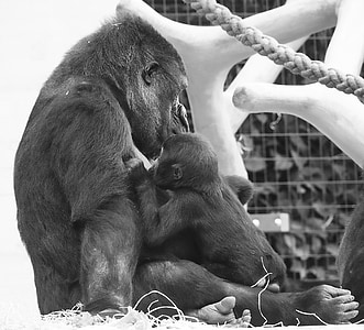 gorilla, ape, young animal, mother, motherly love, monkey nut, monkey portrait