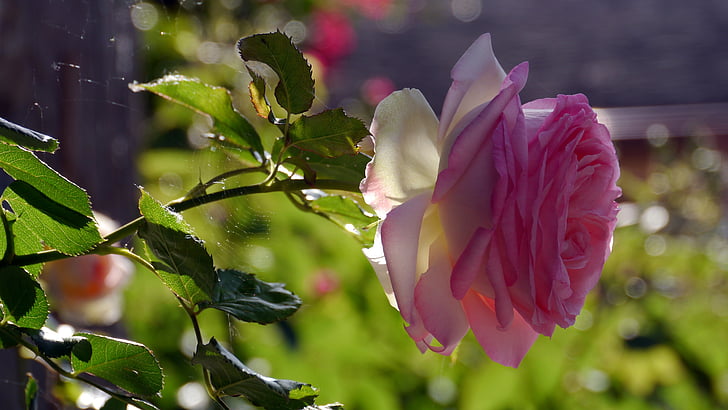 flower, nature, rose