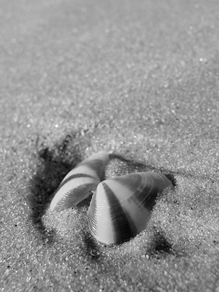 Shell, havet, sommar, resor, Sand, Sea shell, semester