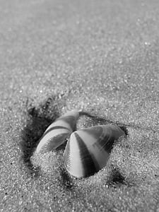 Shell, Já?, léto, cestování, písek, mořské mušle, dovolená