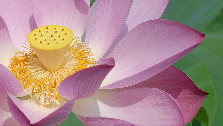 Blossom, Bloom, Lotus, plante, a prospéré, plante aquatique, fleur de Lotus
