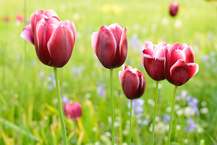 Tulip, floare, floare, floare, primavara, plante, Red