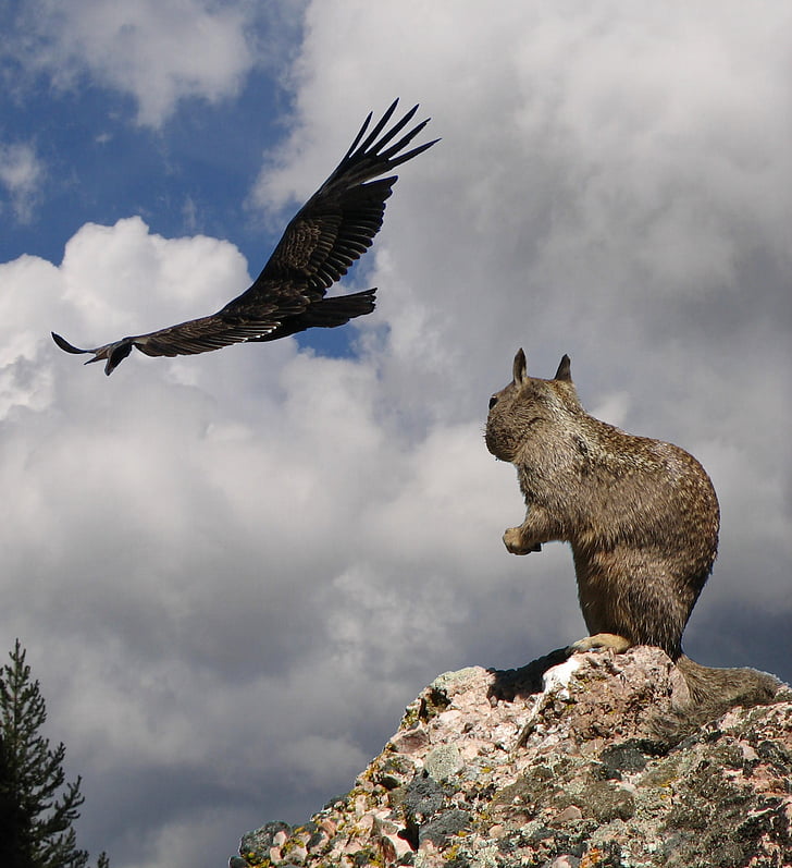 squirrel, danger, california condor, bird of prey, humor, fear, animal encounter
