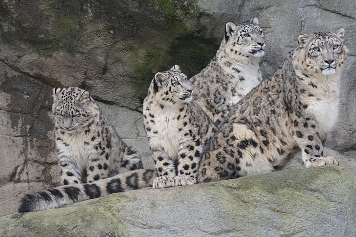 Zoo, animal, léopard des neiges, Hunter, chat, mammifère, carnivore