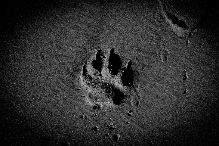 อุ้งเท้าของสุนัข, ทราย, ชายหาด, สัตว์เลี้ยง, สุนัข