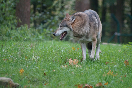 wolf, predator, nature, animal world, furry, hunter, wildlife photography