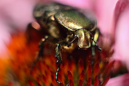 chrząszcz, Majski, Fotografia makro, owad, kwiat, Latem, makro