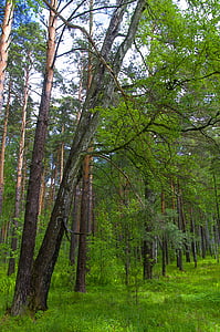 Les, jaro, Příroda, stromy, v lese, zelení, Projděte se