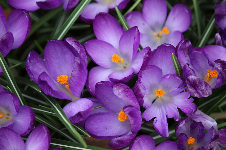 krokas, gėlė, violetinė, pavasarį