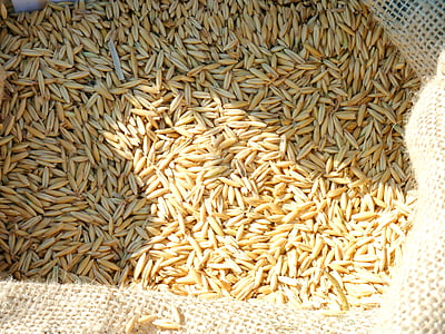 穀物, 粒, 小麦, スパイク, 工場, スペルト小麦, 畑作