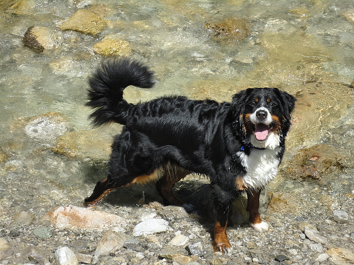 gorski potok, vode, ledenik vode, pes, prasica, Berner sennen pes, kaitalm