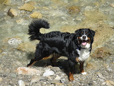 Arroyo de montaña, agua, agua de glaciar, perro, Perra, Berner sennen perro, kaitalm