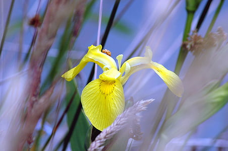 Iris, kollane, kevadel, lilled, loodus