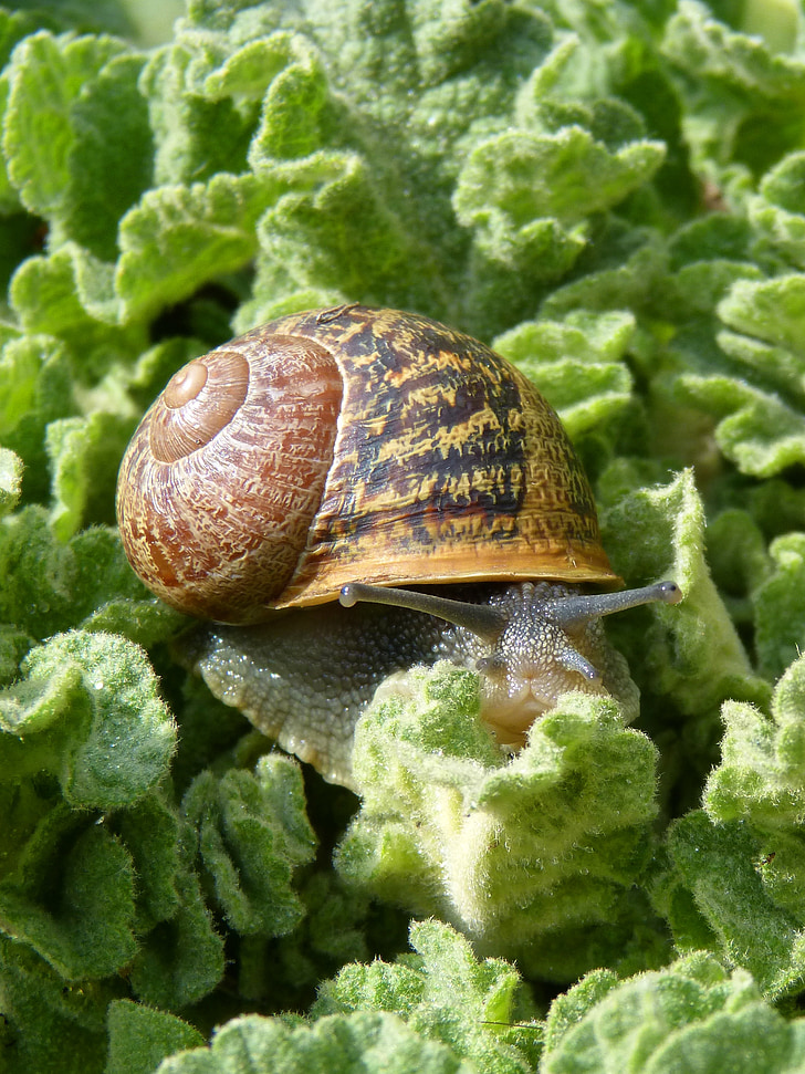 salyangoz, gastropod, yaprakları, Molluscum, cargol bover