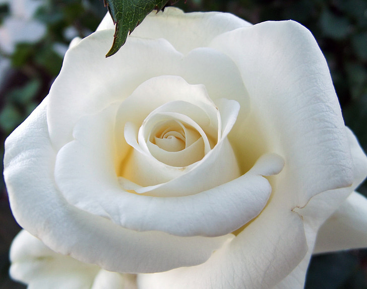 Rosa, Rosa blanca, macro, tancar, flora, blanc, natura