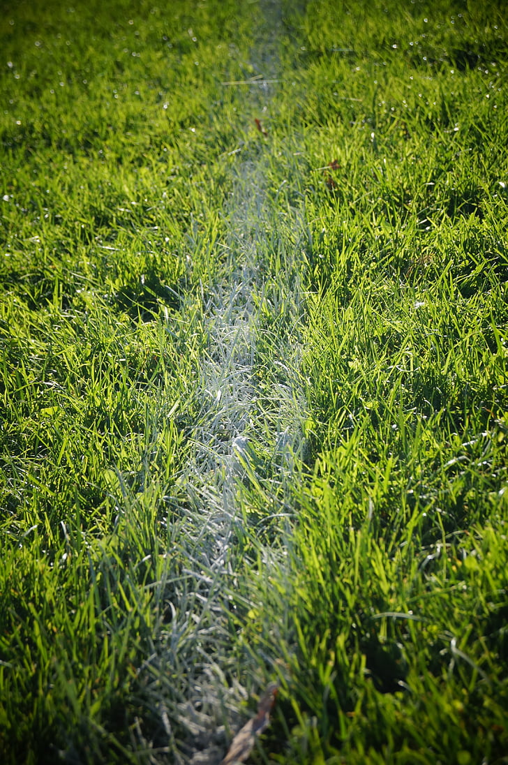 el terreny de joc, les línies de la pista, herba