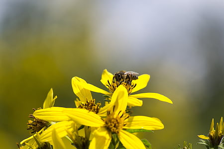 flor, abella, groc, insecte, natura, mel, pol·len