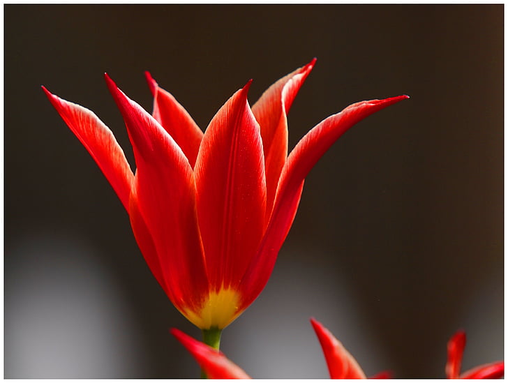 Lily, màu đỏ, Hoa, hoa mùa hè, Thiên nhiên, nguồn gốc