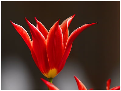 Lily, rouge, fleur, fleur d’été, nature, arrière-plans
