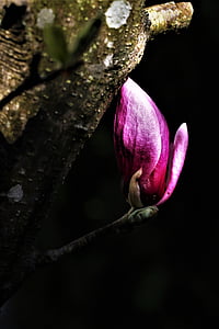 Magnolia, flor, primavera, naturaleza, flores de color púrpura, planta, cabeza de la flor