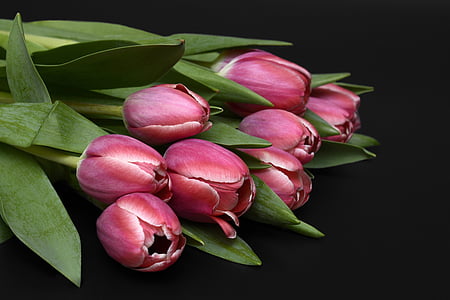 tulipes, flors, Rosa, natura, primavera, despertar de la primavera, frühlingsanfang