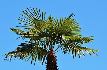 Palm, Anlage, Fächerpalme, Himmel, Sommer, Urlaub, Sonne
