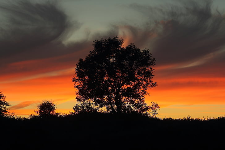 albero, sagoma, tramonto, cielo, příroda, natura, crepuscolo