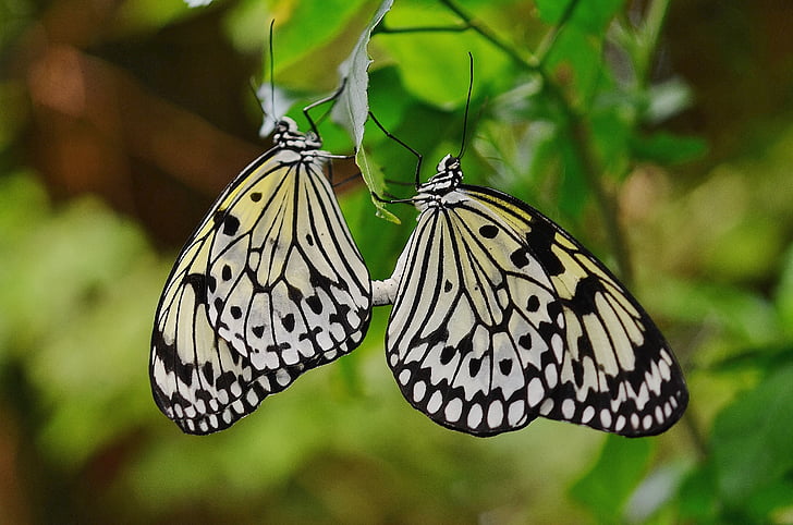 motýľ, zviera, Príroda, hmyzu, voľne žijúcich živočíchov, Zelená, lietať