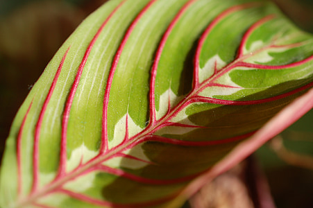 leaf, plant, foliage, green color