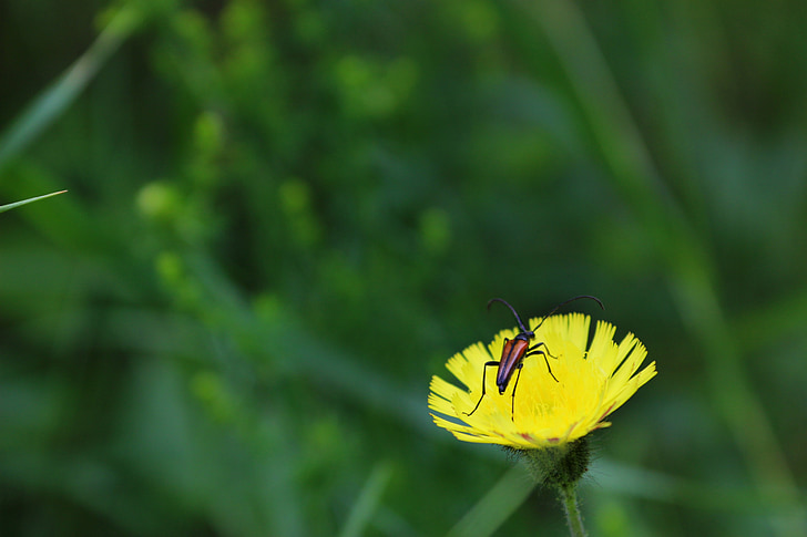 beetle, flower, summer, sunny, nature, yellow, green