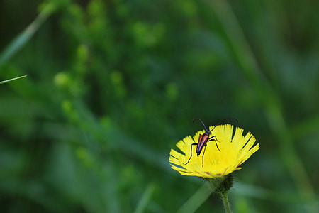 딱정벌레, 꽃, 여름, 써니, 자연, 노란색, 그린