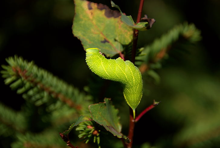 caterpillar, animal, nature, forest, leaf